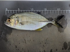 メッキの釣果