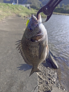 ミナミクロダイの釣果