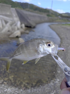 メッキの釣果
