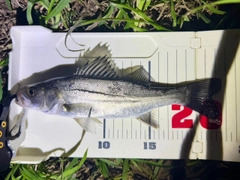 セイゴ（マルスズキ）の釣果