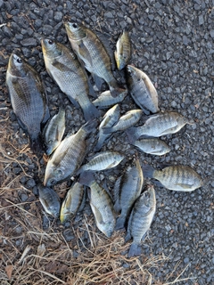 ティラピアの釣果
