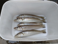 キスの釣果