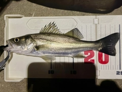 セイゴ（マルスズキ）の釣果