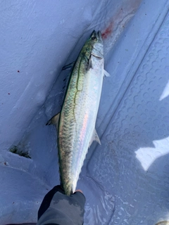 サゴシの釣果