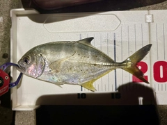 メッキの釣果