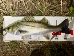 フッコ（マルスズキ）の釣果
