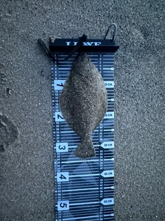 ソゲの釣果