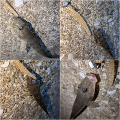 マハゼの釣果