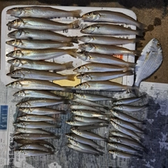 シロギスの釣果