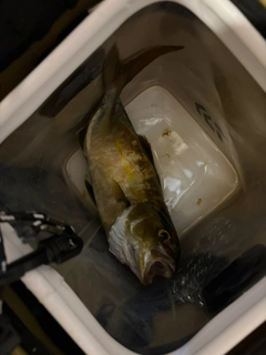 ショゴの釣果
