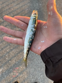 イワシの釣果
