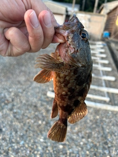 カサゴの釣果