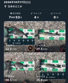 クロダイの釣果