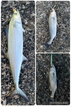 サゴシの釣果