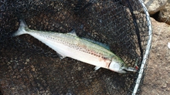 サゴシの釣果