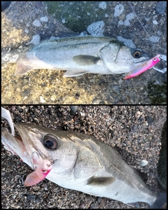 シーバスの釣果