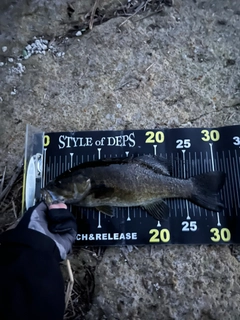 スモールマウスバスの釣果