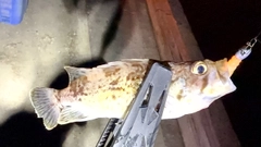 ソイの釣果