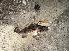 ソイの釣果