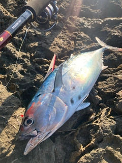 スマガツオの釣果