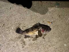 ソイの釣果