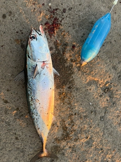 カツオの釣果