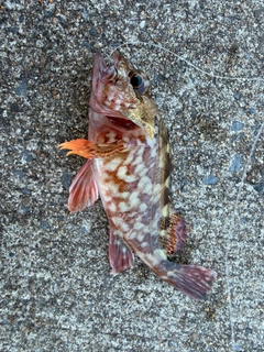 カサゴの釣果