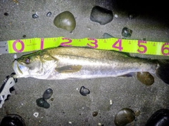 スズキの釣果