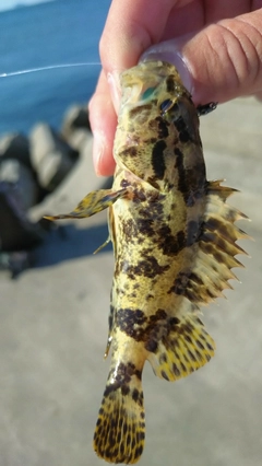 タケノコメバルの釣果