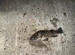 ソイの釣果