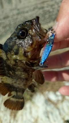 ソイの釣果