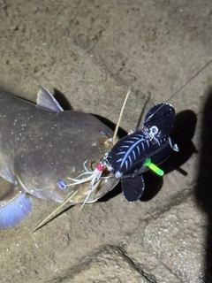 マナマズの釣果