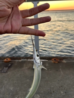 サヨリの釣果