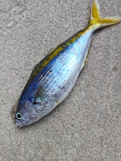 タカベの釣果