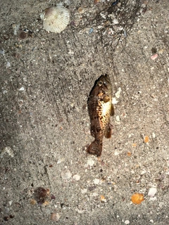 ソイの釣果