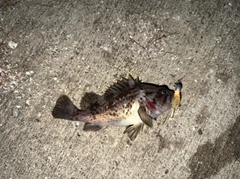 ソイの釣果