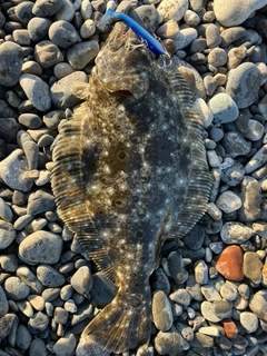ヒラメの釣果
