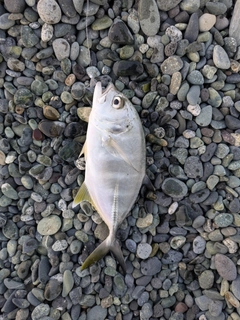メッキの釣果