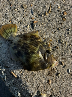 カワハギの釣果