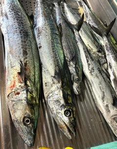 サワラの釣果