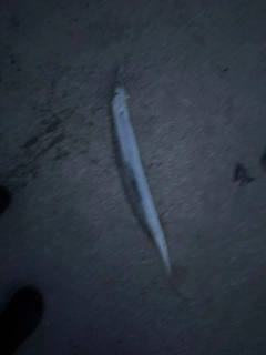 タチウオの釣果