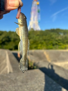 マハゼの釣果