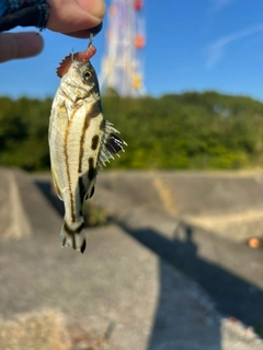 コトヒキの釣果