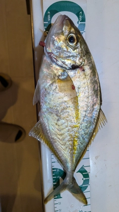 シマアジの釣果