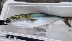 ハマチの釣果