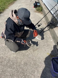 ダイナンウミヘビの釣果