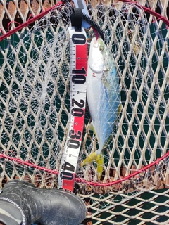 ツバスの釣果