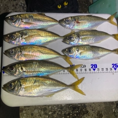 アジの釣果