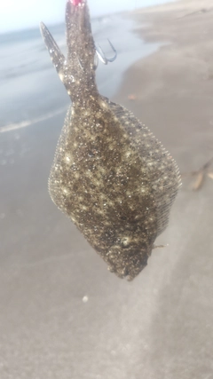 ソゲの釣果