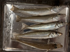 キスの釣果